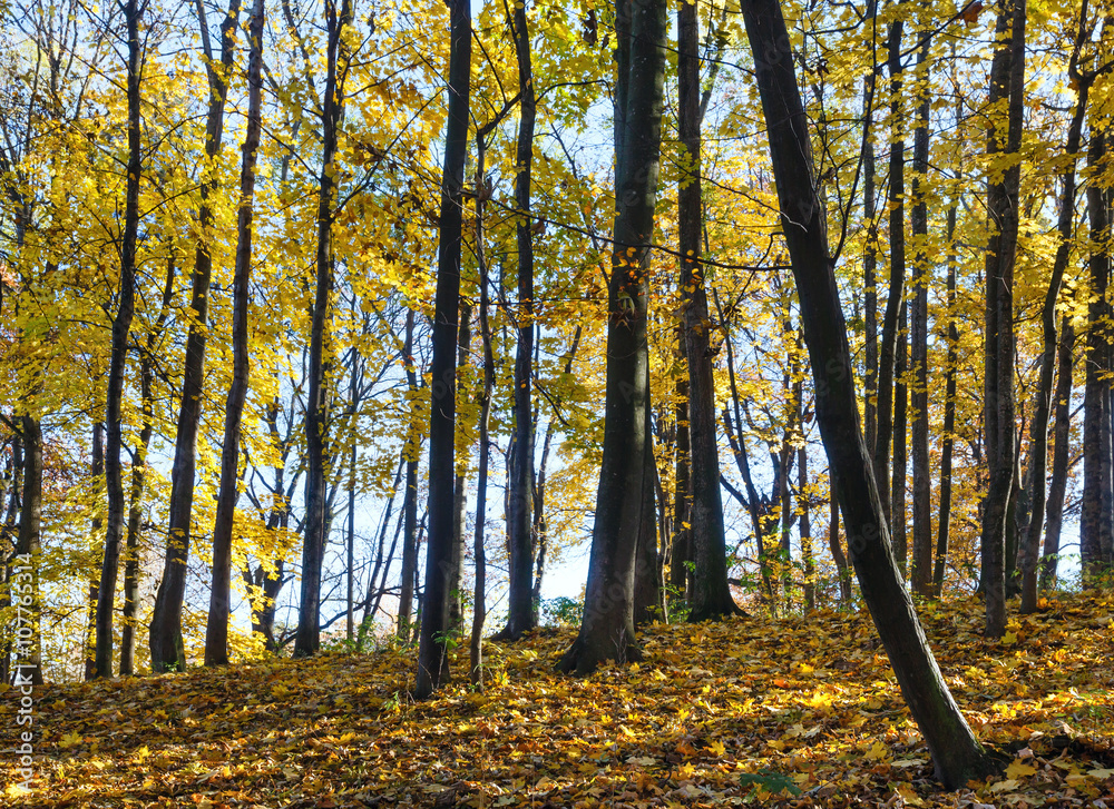 Fototapeta premium Autumn maple tree forest.