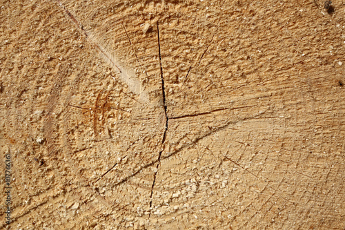 Schnittfläche eines Nadelbaumes, Querschnitt photo