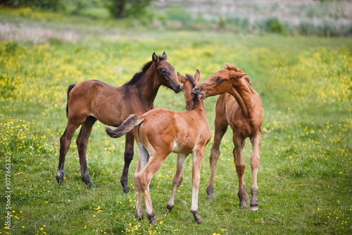 Three foals on meadow