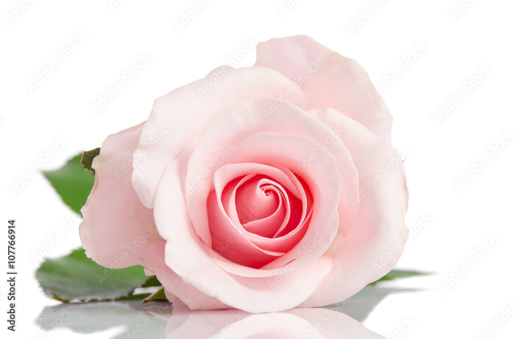 Fototapeta premium beautiful single pink rose lying down on a white background