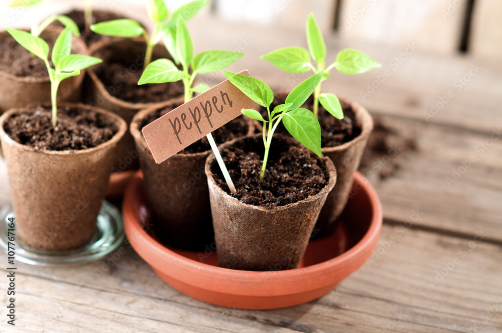 Pepper seedlings in peat pots with lettering Pepper seedlings in peat pots with lettering