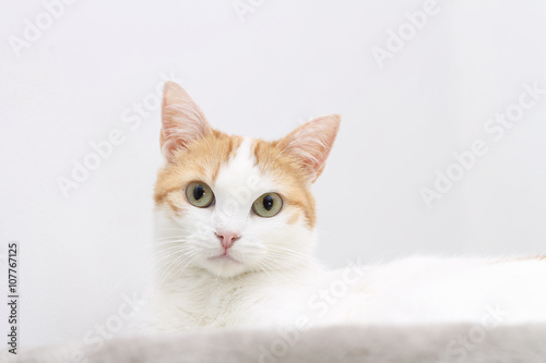 Portrait of red and white cat looking at the camera