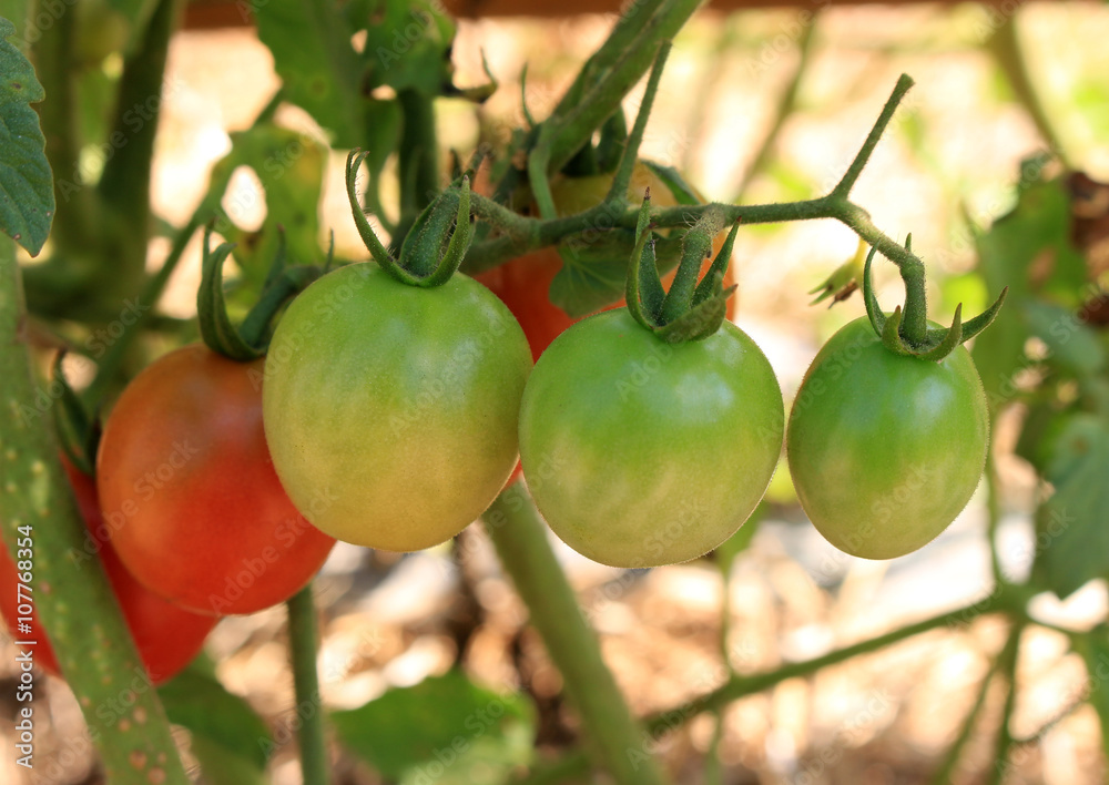Close up of fresh red and green tomatoes still on tree plant Close up of fresh red and green tomatoes still on tree plant