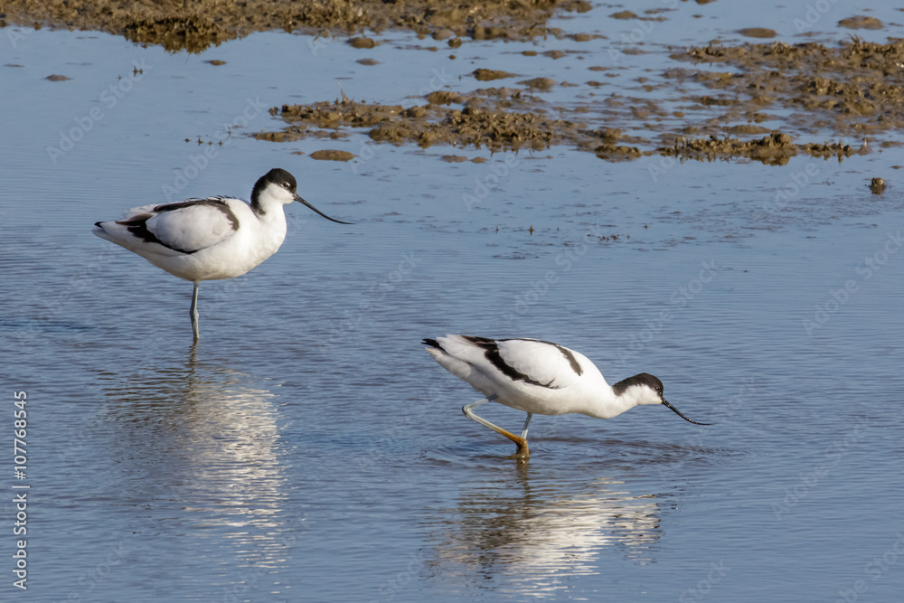 Pied avocets (Recurvirostra avosetta) feeding in the shallows Pied avocets (Recurvirostra avosetta) feeding in the shallows