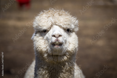 Portrait of a white alpaca face