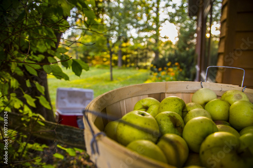 Apple Harvest photo