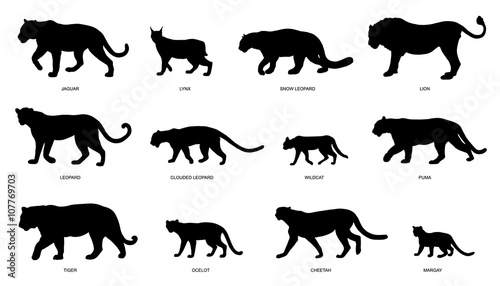 wildcats silhouettes © jan stopka