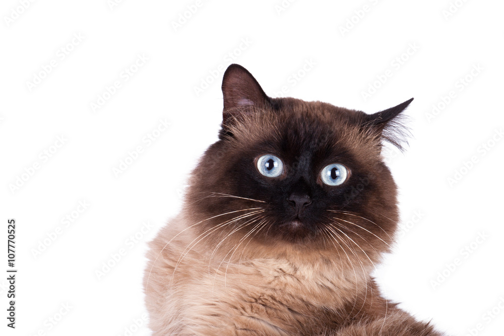 Siamese cat on a white background.