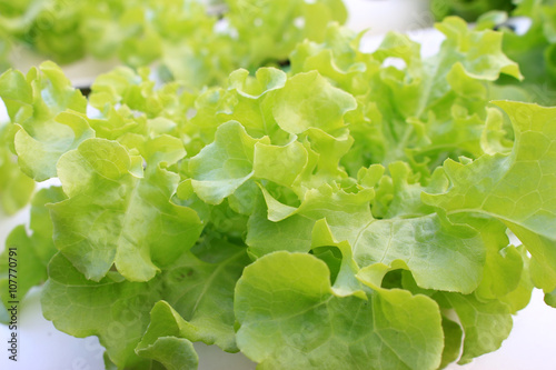lettuce hydroponic crops