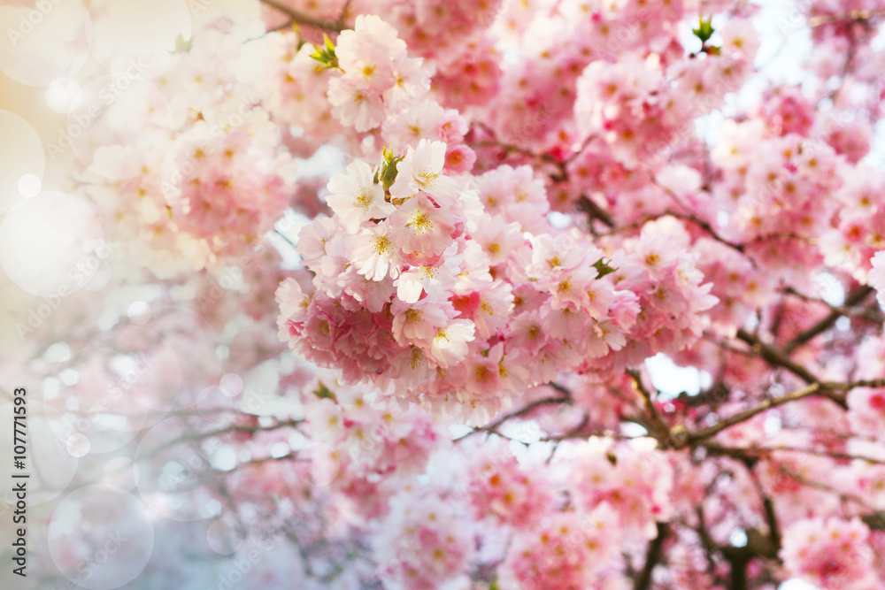 Hanami - Kirschblüte, Kirschbaum blüht mit rosa Blüten im Frühling - pink blossom