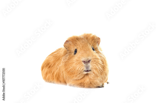 cavy looking