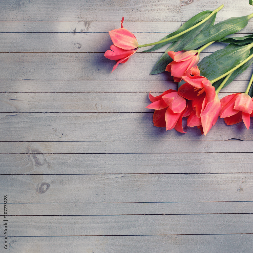 Fresh  aromatic coral tulips  on grey  painted wooden background