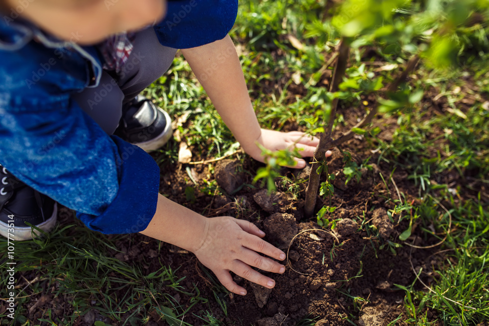 little boy helping to plant the tree while working in the garden. sunday. smiling face.
little boy helping to plant the tree while working in the garden. sunday. smiling face.