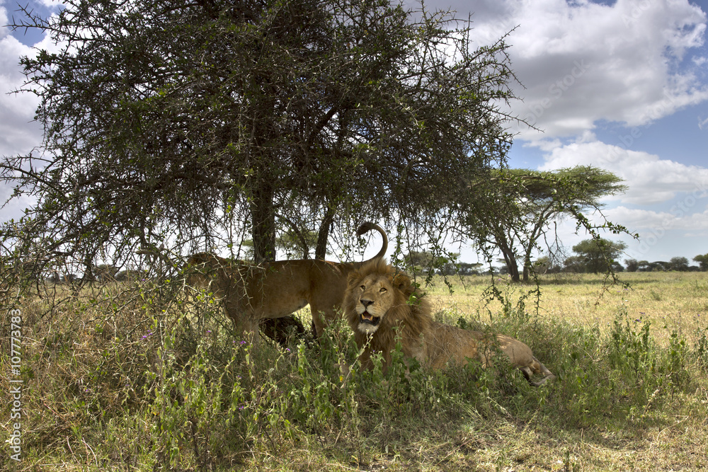Fototapeta premium Portrait of wild african lion