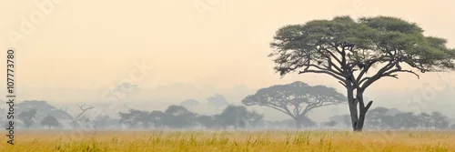 Obraz Piękna scena Serengeti park narodowy