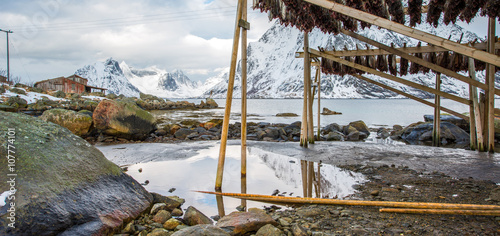 Photos Producing stockfish from cod