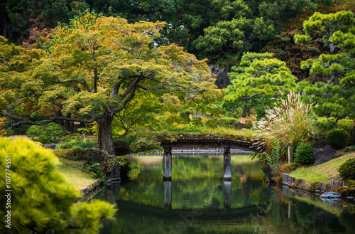 wooden bridge over the pond autumn maple trees leaves in Rikugien garden, Tokyo Japan