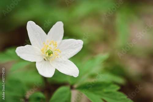 Wood anemone