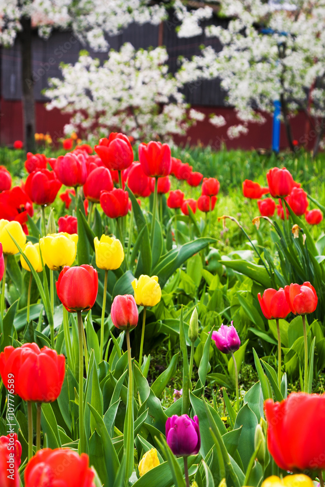 beautiful multi-colored tulips