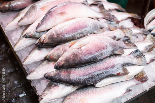 sea bass raw material seafood