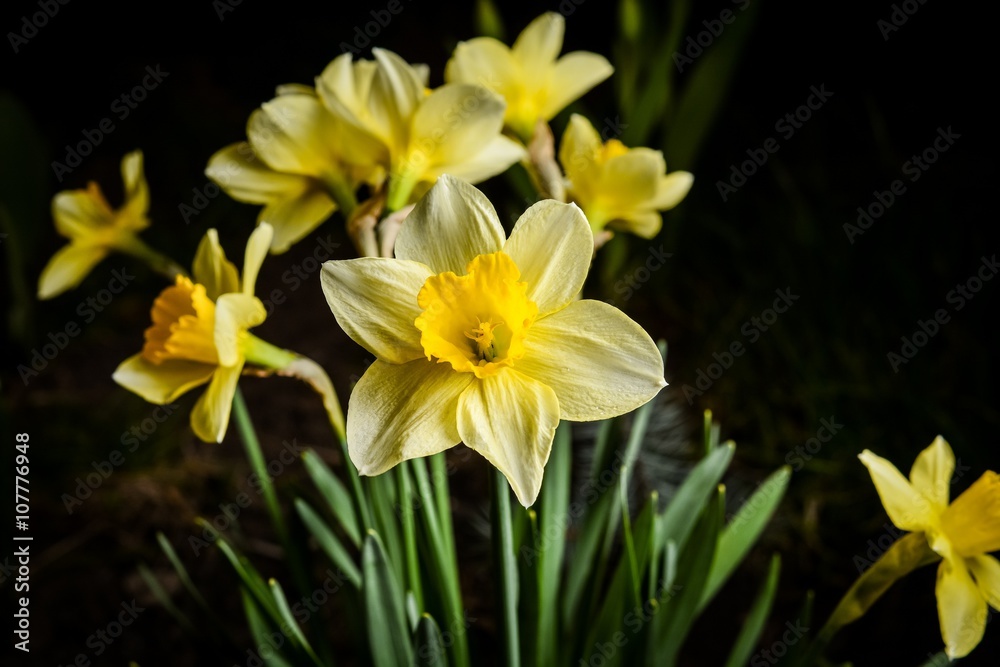 Сlose up of fresh young yellow daffodils in spring park Сlose up of fresh young yellow daffodils in spring park