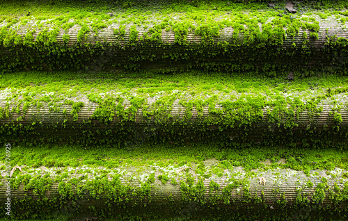 green wet moss