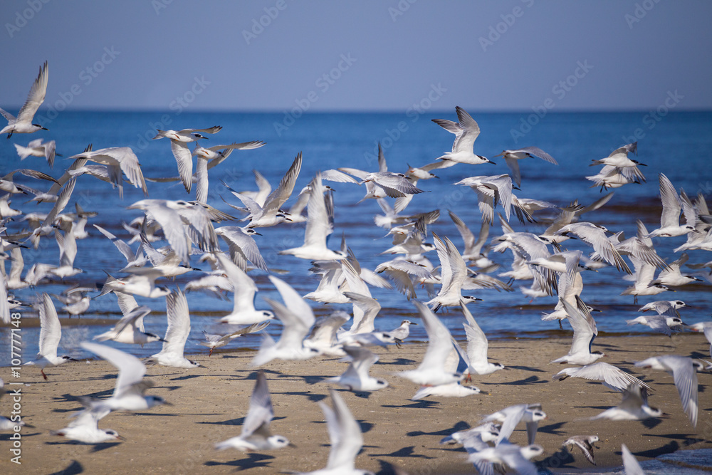 Fototapeta premium Möwen fliegen am Strand am Golf von Mexiko
