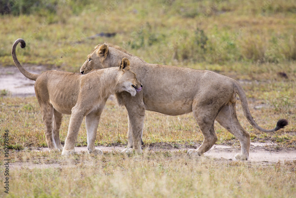 Two male lions greeting to affirm loyalty bond Two male lions greeting to affirm loyalty bond