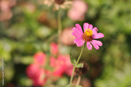 zinnia flower