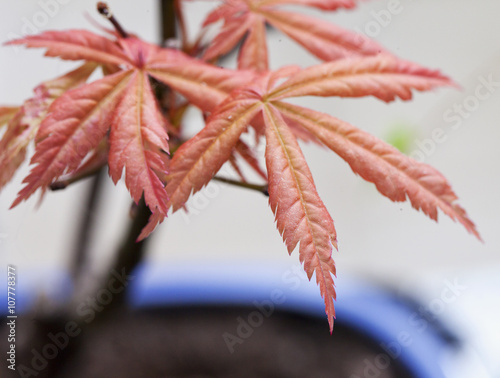 Acer palmatum leaves photo