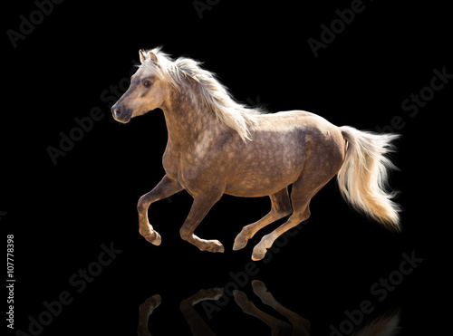 isolate of a yellow horse run on the black background