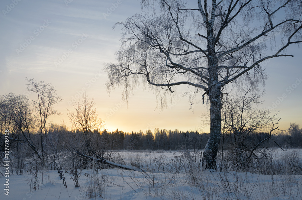 Winter scene Winter scene