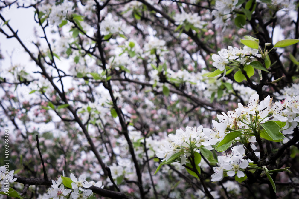 Spring tree blossom Spring tree blossom