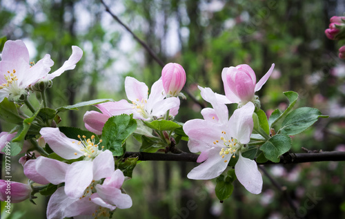 Spring tree blossom 