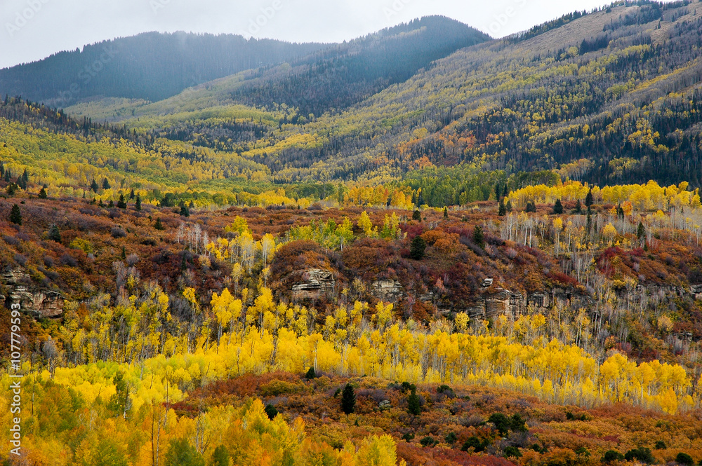 Aspen in fall in the Abajo Mountains, a mountain range west of Monticello, Utah, south of Canyonlands National Park a part of the Manti-La Sal National Forest.