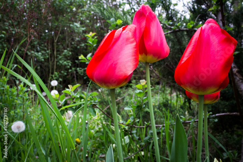 Tulips 