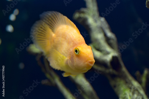Parrot fish in aquarium