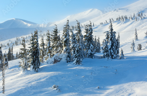 Icy snowy fir trees on winter slopel.