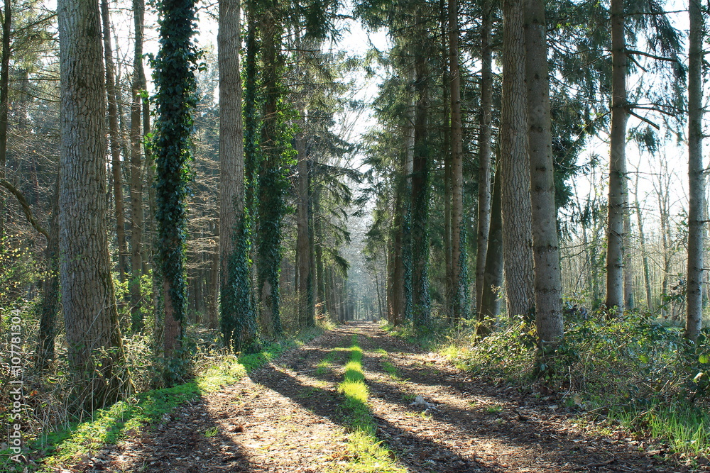 Fototapeta premium Waldweg im Sonnenlicht