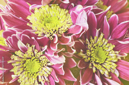 Aster flowers èôñëïêùãòâ