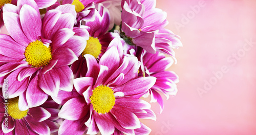 Pink aster flowers corner a...