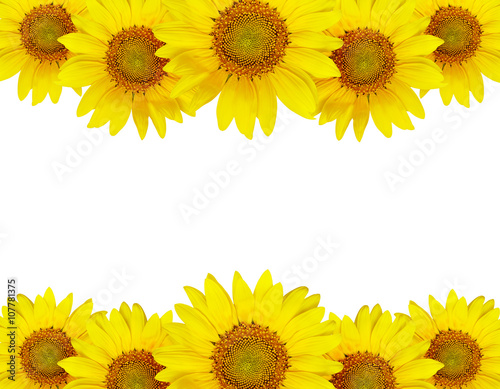 Sunflower border arrangement