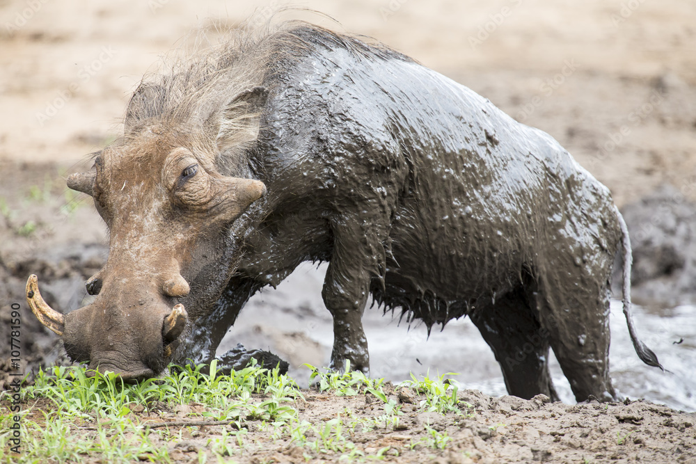 Lone warthog playing in mud to cool off Lone warthog playing in mud to cool off