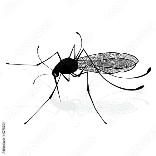 Insect a realistic gnat mosquito. Mosquito silhouette. Mosquito isolated on white background. Vector sketch illustration