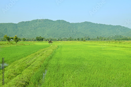 Hut in rice farm and mountain at the background.