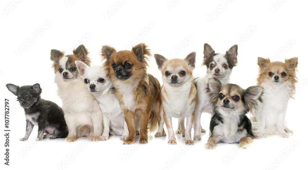 group of chihuahua in studio