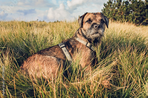 Fotografía Dog Border Terrier Lying in the Grass