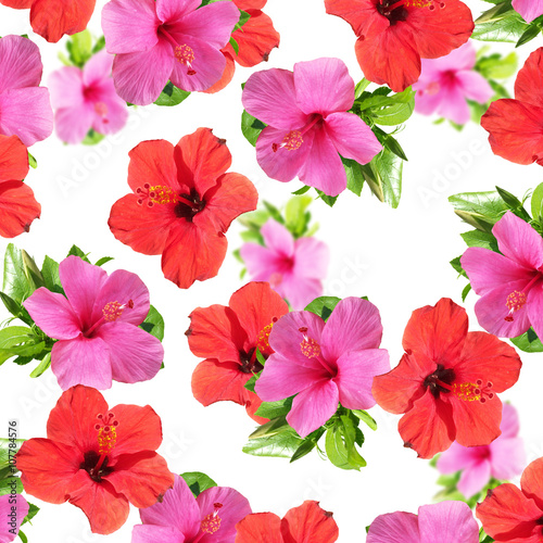 Floral background. Hibiscus 