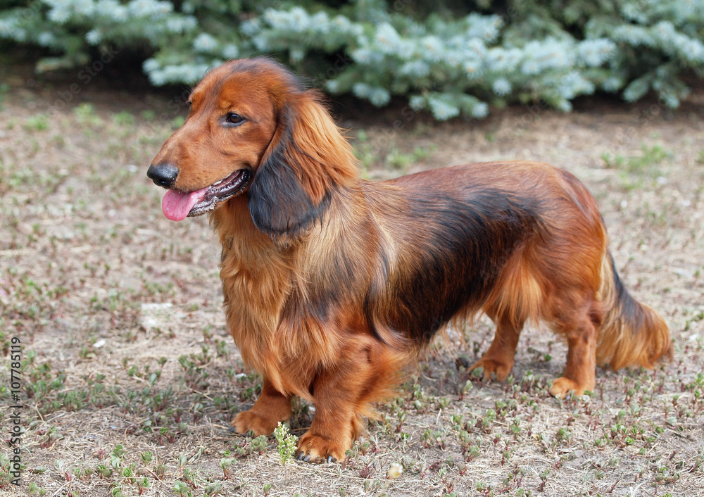 Exterior of a red long haired dachshund standing on lawn