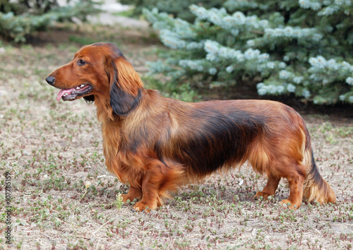 Exterior of a red long haired dachshund standing on lawn